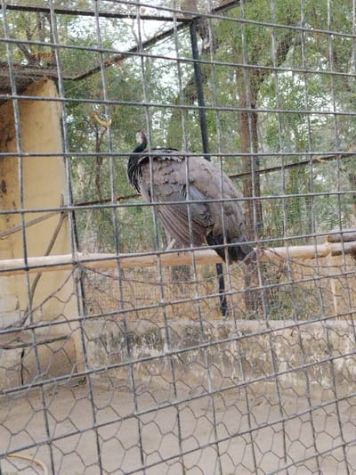 A single peahen, characterized by its grey-brown plumage, dark neck feathers, and small crest, is perched on a horizontal light-colored wooden beam inside a wire mesh enclosure. The bird is oriented slightly to the left, with its back mostly visible. To the immediate left of the peahen, a vertical tan-colored structure, possibly concrete or mud, is partially visible within the enclosure. The ground inside the enclosure appears to be dry earth, bordered by a low concrete wall. Beyond the wire mesh, sparse green foliage from trees and shrubs is present in the background under a light sky. The scene is located in Garun Gawa, Nigeria.