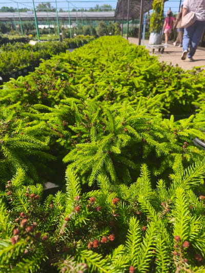 The image shows rows of small, bright green coniferous plants in black pots, likely at a plant nursery or garden center. The plants have reddish-brown seed cones scattered throughout. A walkway is visible in the background with a few people walking away from the camera. The location is believed to be in Zimnyaya Gorka, Russia based on provided information.
