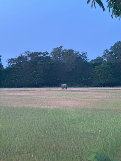 The image depicts a grassy field bordering a dense forest under a clear, pale blue sky. A lone, dark-colored animal, possibly a wild boar, stands in the middle distance, facing towards the forest. The field is divided by a strip of lighter, drier grass running through the center, suggesting a path or a difference in vegetation. The time of day appears to be early morning or late evening due to the soft, diffused light. The environment suggests a rural or natural setting, possibly on the outskirts of Ulla, Sri Lanka, where the forest meets open grassland. The scene evokes a sense of tranquility and untouched nature. There is no visible text in the image.