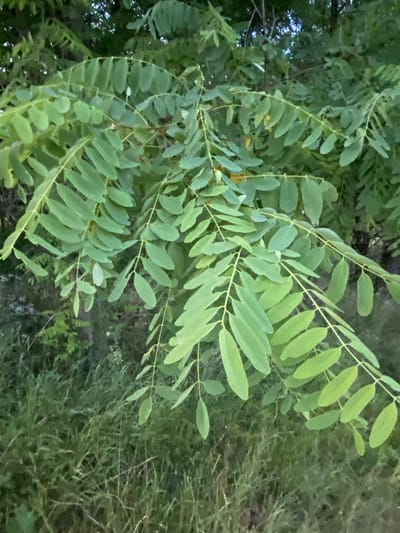 In Horodca, Moldova, a branch of a tree with compound leaves hangs over a grassy area. The leaves are oval-shaped and arranged in pairs along the stem. The grass is green and appears somewhat unkempt. The background shows more foliage and the dim light suggests it is either early morning or late evening. There are no people or animals visible in the image, and no actions or interactions are taking place. The scene is static and focuses on the natural elements of the environment.
