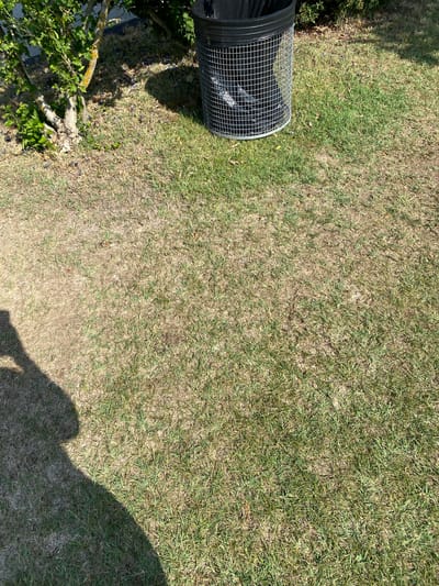 An outdoor scene at ground level shows a patch of dry grass with a shadow of a person on the left side of the frame. To the right and slightly behind the shadow, a wire mesh trash can with a black plastic liner is visible. The trash can sits on the grass near the base of a small tree with green foliage and a mossy trunk, which is partially obscured by the trash can. Some dark, plum-like objects are scattered on the ground around the tree. The overall environment appears to be a garden or park area.