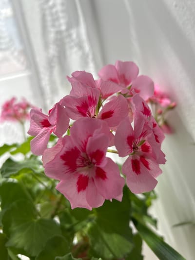 The image displays a close-up of a cluster of pink geranium flowers with dark pink markings on their petals. The flowers are in focus, with lush green leaves visible below. In the background, a sheer white curtain is illuminated by sunlight, casting soft shadows and creating a bright, airy atmosphere. The overall setting suggests an indoor environment, possibly a windowsill, with the natural light emphasizing the delicate details of the blooms. There are no people or animals present in the image, and no specific landmarks indicating a location within Tczew, Poland.