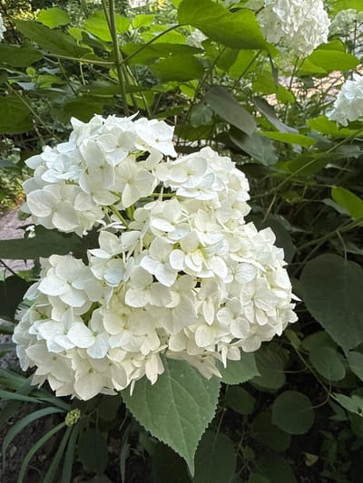 This media file features a close-up view of a cluster of white hydrangeas against a backdrop of lush green foliage. The hydrangeas are in full bloom, with numerous small, delicate petals forming large, pom-pom-like flower heads. The lighting suggests it is daytime, with soft light illuminating the flowers and casting some shadows within the leaves. The scene appears to be outdoors, likely in a garden or natural setting, given the abundance of plants. There is no text visible in the image, nor are there any people or specific objects that indicate a particular activity or event. The overall impression is one of natural beauty and tranquility. The location context provided is Irpin, Ukraine.
