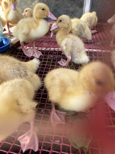 A group of at least six fluffy yellow ducklings are visible in a cage. Some of the ducklings are standing, while others are partially obscured. Their beaks are pink, and their feet are webbed and pink. The cage has a red mesh floor, and the ground beneath it appears to be dirt with some green foliage. In the background, other ducklings can be seen, and to the left, a blue water dish is partially visible. The lighting suggests it is daytime. The location is specified as Maloarslangulovo, Russia.