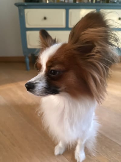 This media file features a close-up, angled shot of a small dog, likely a Papillon due to its distinctive large ears and feathered fur, which is predominantly white with brown markings on its head and ears. The dog is positioned on a light-colored wooden floor. In the background, a light blue and cream-colored piece of furniture, possibly a cabinet or dresser with drawers, is visible. The lighting suggests it is daytime, with natural light illuminating the scene. The dog appears to be looking downwards, with its head tilted. The overall mood is calm and domestic. No text is visible in the image.