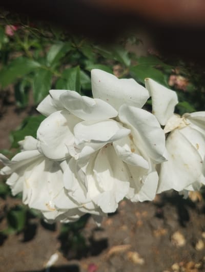 A close-up, slightly blurred photograph captures several white rose petals in sharp focus, with some pinkish-red speckles visible on the petals. The rose blooms are positioned in the foreground, set against a backdrop of soft-focus green foliage and dark earth. The lighting suggests it is daytime, with sunlight creating shadows on the ground. The image's context within the city of Sumy, Ukraine, is not provided by the visual information itself; therefore, it cannot be determined from the photograph alone.