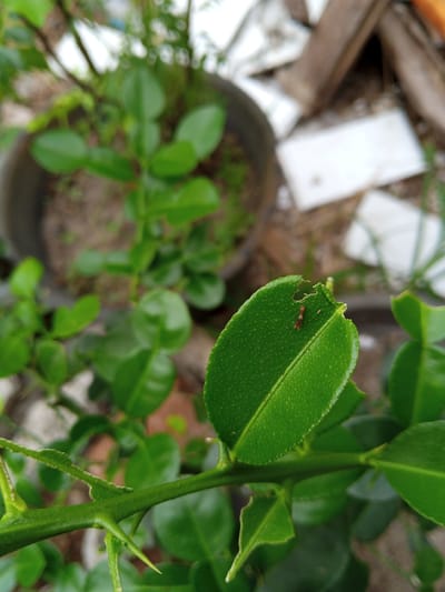 The image, taken in Buketteukuh, Indonesia, shows a close-up of a kaffir lime plant. A green leaf exhibits signs of damage, with portions eaten away. A small red caterpillar rests on the leaf. The branch has thorns. A potted plant is visible in the background, as are pieces of white and brown debris.