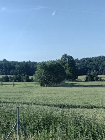 This image depicts a rural landscape under a clear blue sky, likely taken during the daytime. The foreground is dominated by a field of green crops, possibly wheat or barley, with rows and textures suggesting growth. A section of a fence made of metal poles and wire runs across the lower left of the frame, partially obscured by tall grasses and weeds.
In the middle ground, more fields stretch out, interspersed with scattered trees and clusters of bushes. The central part of the mid-ground features a prominent, large, leafy tree with a dense canopy. Beyond this, the landscape transitions to a treeline of a dark, dense forest that covers a gentle slope or hill in the background. The overall impression is one of natural beauty and tranquility, typical of a countryside setting. The time of day appears to be late morning or early afternoon, given the bright, even lighting and clear sky, with no visible clouds except for faint, wispy trails possibly from an aircraft. No people or specific events are captured in the image; it is a static landscape scene. No text is visible. The context suggests this scene is located in or around Šternov, Czechia.
