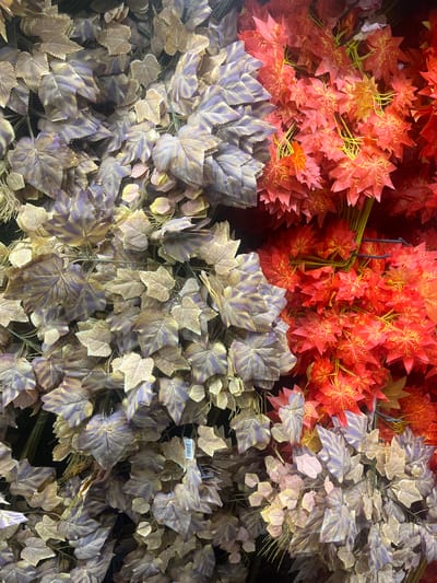 The image presents a close-up, overhead view of a dense display of artificial foliage, likely found in a market or retail setting in Gbawe, Ghana. The arrangement features two primary types of decorative leaves, distinctly separated by color and possibly leaf shape.

In the upper section, a large collection of artificial leaves in vibrant shades of red and bright orange dominates. These leaves resemble maple leaves, characterized by their pointed lobes and prominent, intricate yellow-orange vein patterns that contrast sharply with the leaf color. They appear to be bundled, with visible yellow-green stems holding the bunches together.

The middle and lower sections of the image are filled with a different variety of artificial leaves, displaying a more muted and variegated color scheme. These leaves are predominantly purple, mixed with shades of light brown, beige, and dusty green. Their shape is generally more rounded or broadly lobed compared to the pointed red leaves, and they also feature noticeable vein details. These bunches include darker green or brown stems.

A small white label with a black barcode is visible among the purple and brown leaves, indicating that these are commercial products. The artificial nature of the leaves is evident from their uniform appearance and texture. The lighting suggests an indoor environment, possibly illuminated by artificial light sources. The overall impression is a colorful, textured tapestry of faux autumn leaves arranged for sale or decorative purposes.
