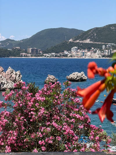 This is a photograph of the coastline in Pržno, Montenegro, taken on a clear, sunny day. In the foreground, a vibrant pink flowering bush, likely oleander, dominates the lower half of the frame, its blossoms creating a soft, colorful barrier. Behind the bush, the deep blue Adriatic Sea stretches out, dotted with several small boats and buoys. Two large, rocky outcrops emerge from the water, one on the left side of the image and another smaller one to the right.
In the mid-ground, a coastal town is visible, characterized by a cluster of white and beige buildings, including several multi-story hotels and residential structures. These buildings are nestled at the base of lush, green mountains that rise steeply in the background. The mountains are covered in dense vegetation, with some rocky, exposed areas visible on their slopes. The sky is a clear, bright blue, devoid of clouds. The overall scene evokes a sense of a tranquil Mediterranean resort town.