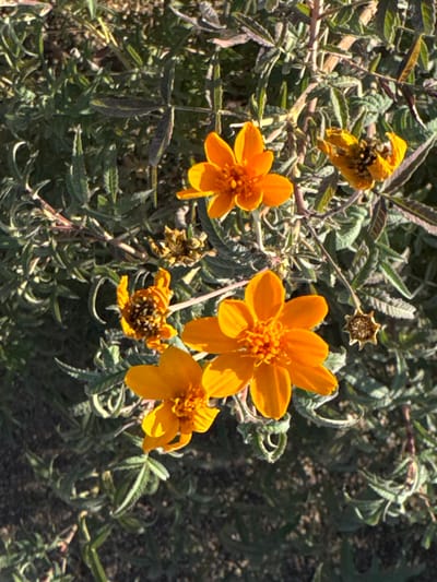 This is a close-up, eye-level, outdoor photograph of several bright orange flowers, likely marigolds or a similar species, blooming amidst green foliage. The flowers are the primary subjects, with one large bloom in the center-right and three smaller ones scattered around it. Some of the flowers appear to be in various stages of bloom, with some fully open, while others are wilting or have already gone to seed, indicated by dried brown centers with visible seeds. The leaves are serrated and a muted green, with some appearing slightly dried or curled. The background consists of more foliage and a dark, textured ground, possibly soil or gravel. The lighting suggests it is daytime, with the sun casting shadows and highlighting the petals. There are no people, text, or discernible location cues to suggest Athens, Greece, as the setting. The overall impression is a natural, botanical scene focused on the vibrant colors of the flowers against the backdrop of their plant.