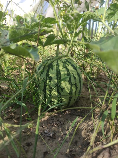 A small, striped watermelon rests on the dirt ground, partially obscured by green leaves and grass. The scene appears to be outdoors, with sunlight casting shadows. The vegetation suggests a garden or field setting. The overall environment is natural and rural.