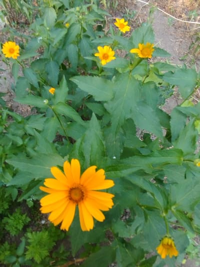 The image shows a close-up of several bright orange daisy-like flowers with green leaves and a dirt ground in the background. The flowers are in various stages of bloom, with one large flower in the foreground and several smaller ones scattered around. The leaves are large and have a slightly serrated edge. The ground is a mix of dirt and small pebbles. The overall scene is natural and appears to be outdoors. The image does not depict any people or specific urban features, therefore the location in Kabanbay, Kazakhstan cannot be determined.
