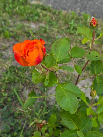 A close-up, eye-level shot features a single, vibrant orange rosebud with hints of red on its petals, positioned prominently in the lower left quadrant of the frame. The rosebud is partially open, revealing its delicate, spiraling layers. It is attached to a thorny, dark red stem, which is surrounded by lush, green rose leaves. Some leaves are slightly serrated along the edges. The background is a soft blur of green grass and gray asphalt or gravel, suggesting an outdoor setting, possibly a garden or roadside. The lighting appears to be natural, indicating daytime, and the overall atmosphere is peaceful and serene. There are no people visible in the image. Small, dark insects are present on some of the leaves. The setting is identified as Sofiivska Borshchahivka, Ukraine.