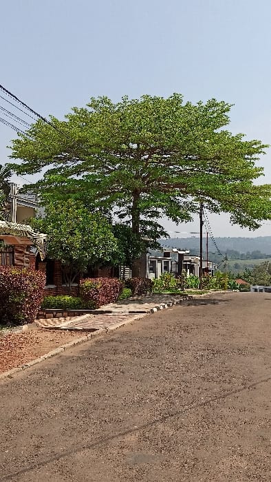 The image depicts an outdoor daytime scene in Kigali City, Rwanda, focusing on a residential street. In the foreground, a compacted dirt and gravel road occupies the lower portion of the frame, receding towards the background. To the left, a sidewalk constructed from light-colored bricks, bordered by dark-toned curbs, runs parallel to the road. Adjacent to the sidewalk on the left is a residential property featuring a partial view of a building with a reddish-brown brick facade and a dark-colored roof edge, fronted by dense plantings of red-leafed shrubs and green foliage. A large, mature tree with a wide, verdant green canopy stands prominently in the midground, left of center. To the right of this tree, a utility pole supports multiple overhead power lines. Further along the road to the right, a series of modern, multi-unit residential buildings are visible, each characterized by dark roofs and light-colored upper sections, positioned amidst landscaped vegetation. The background features rolling hills under a pale blue sky. No individuals are present in the frame.