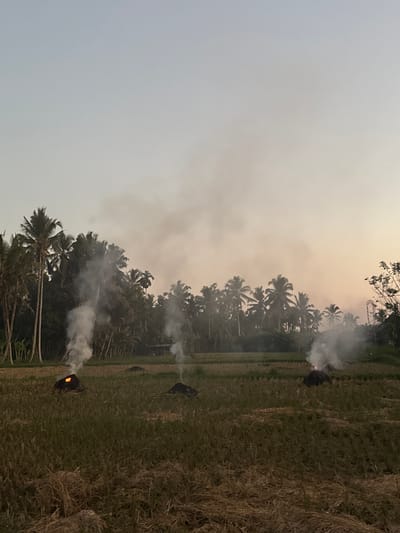 In Tegallalang, Indonesia, a field of rice paddies is depicted at dusk, with palm trees and other foliage forming a dark silhouette against a pale, hazy sky. Three distinct piles of burning material are visible in the field, each emitting a column of white smoke that rises and dissipates into the atmosphere. The foreground is filled with dried rice stalks, suggesting that the rice has recently been harvested. The overall scene conveys a sense of agricultural activity during the transition from day to night.