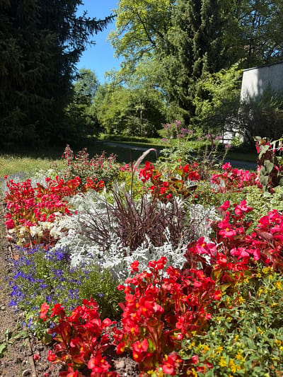 This is a close-up, eye-level, outdoor, medium shot of a vibrant flowerbed filled with a variety of blooming plants. The flowerbed is densely packed with red begonia-like flowers, clusters of smaller white flowers, and striking silver-grey foliage in the center. Interspersed among these are delicate purple lobelia flowers at the front left and a patch of small yellow flowers on the right. Behind the central foliage, taller plants with reddish-purple stalks and seed heads are visible. The background shows a sun-dappled pathway or road bordered by lush green grass and mature trees, suggesting a park or garden setting. The sky above is a clear, bright blue. The scene evokes a sense of a well-maintained public garden on a sunny day. The image was taken in Zurich, Switzerland.