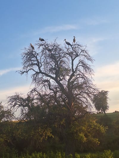 Four birds are perched on the bare branches of a large, leafless tree. The tree is in the foreground, its intricate branches silhouetted against a pale blue sky with wispy white clouds. The sky is brighter towards the right, suggesting late afternoon or early morning light. Below the tree, dense green foliage forms a thick undergrowth, giving way to a gently rolling, grassy landscape. In the middle ground, another tree with denser foliage stands to the right. The overall scene appears to be a natural, open environment, possibly a field or park. The location is identified as Zdravets, Bulgaria.