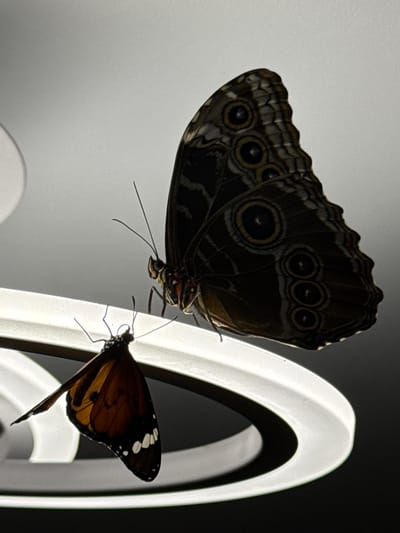 Two butterflies are perched on a white, circular light fixture. The larger butterfly, positioned on the upper right, is dark brown with distinct eye-spot markings. The smaller butterfly, on the lower left, is orange and black with white spots on its wings. The background is a gradient of light grey to black. The image appears to be taken indoors, possibly in a residential or commercial setting, as indicated by the modern lighting fixture. There is no information in the image to suggest a specific location in Lyubertsy, Russia.