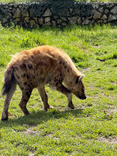 A spotted hyena is standing on green grass in what appears to be a park or zoo enclosure. The hyena has a tan and brown coat with dark spots. It is facing towards the upper right of the frame and appears to be scratching its head with its right hind leg. To the left of the frame, there is a stone wall with some vegetation growing on it. The location is Osijek, Croatia.