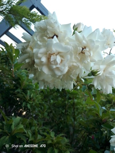 A low-angle, close-up shot captures a cluster of delicate, white roses in full bloom, with some buds also visible. The flowers are the primary focus, their petals appearing soft and layered. Behind the roses, lush green foliage forms a dense background, suggesting a garden setting. In the upper left corner, a portion of a dark-colored trellis or pergola structure is visible, with some green evergreen foliage. The sky above is bright and appears to be overcast or hazy, indicated by the blown-out white areas. The overall lighting suggests it is daytime, possibly late afternoon or early morning due to the soft light. The bottom right corner of the image contains a watermark that reads "Shot on AWESOME A70." The image does not contain any people or overt signs of human activity beyond the presence of the trellis and the watermark. There is no information in the image to suggest a specific location in the city of Lohmar, Germany.