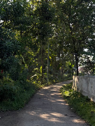 The image shows a shaded, paved road curving to the right, surrounded by lush green vegetation and trees. Sunlight filters through the leaves, casting dappled shadows on the road. A concrete wall runs along the right side of the road, with a street lamp visible further down. In the distance, through the trees, a building with a tiled roof can be seen. The scene appears to be a quiet, rural or suburban area in Kalirancang, Indonesia, likely captured in the morning or late afternoon due to the quality of the light. There are no people or animals visible in the frame.