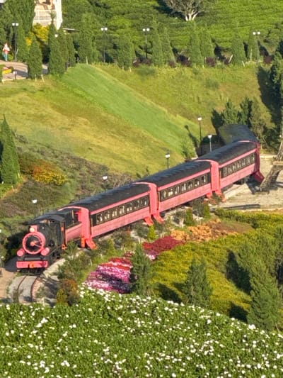 In Trường Thọ, Vietnam, a miniature pink train with a black engine is depicted traveling on a winding track through a vibrant landscape. The train consists of a locomotive and several passenger cars, all painted in bright pink with black roofs and windows. The surrounding environment is characterized by lush green hillsides, manicured lawns, and scattered cypress trees. A path with lampposts is visible on an upper level, and a small figure in a red shirt and blue pants walks on this path. In the foreground, there is a dense patch of white flowers. The scene suggests a well-maintained garden or park setting, possibly a tourist attraction, designed to resemble a larger landscape with miniature elements.