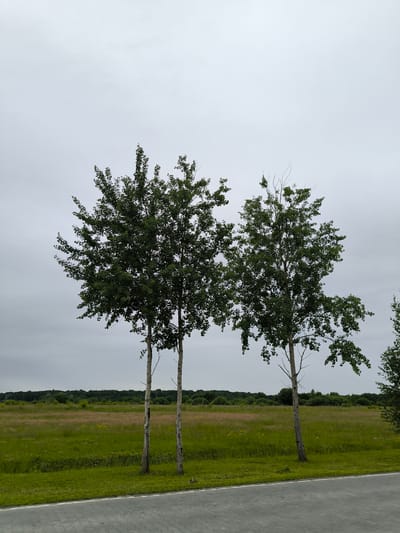 A photograph taken in Laskino, Russia, captures a row of three young trees standing tall against a backdrop of a verdant field and a overcast sky. The trees, with their slender trunks and full canopies of green leaves, are positioned in the foreground. The field behind them is a tapestry of lush green grass interspersed with patches of taller, dry grasses that display hints of pink and yellow. In the distance, a dense line of dark green trees forms a natural horizon. The ground in the immediate foreground is paved with grey interlocking stones, separated from the grassy area by a white border line. The overall atmosphere is serene and natural, with the muted light suggesting a cloudy day.