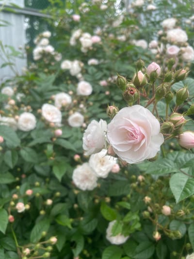 This is a close-up, eye-level shot of a rose bush in the city of Yasnoe, Russia. The bush is laden with pale pink and white roses, some in full bloom and others as tight buds. The foreground is dominated by a single, large, fully opened rose, its delicate petals a soft blend of white and blush pink. Surrounding it are numerous smaller blooms and clusters of fuzzy green buds, many with hints of pink. The background is a soft blur of more roses and lush green foliage, creating a sense of depth and abundance. A faint green chain-link fence is visible in the upper left corner, suggesting the rose bush may be in a garden or yard. The lighting is soft and diffused, indicating an overcast day or early morning/late afternoon. There are no people or animals present.