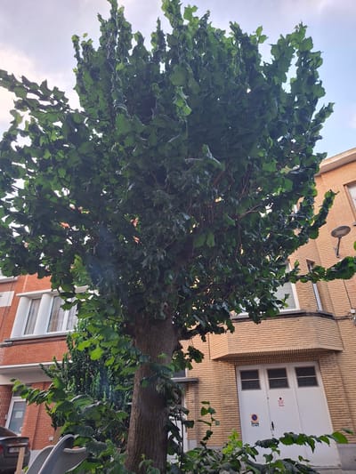 This is a low-angle shot looking up at a large tree with lush green leaves, branches, and a thick trunk. The tree is in the foreground, obscuring much of the background. Behind the tree, a modern brick building with several windows is visible. The building has a distinctive light brown brick facade with vertical textured patterns. On the building's exterior, there are also some utilities and what appear to be doors. One set of doors has three rectangular windows above them, and a circular sign with a red prohibition symbol and some text is affixed to the doors, along with another circular sign featuring a car and a diagonal line, possibly indicating no parking.
The sky is visible above the tree and building, appearing overcast or hazy with diffused light. The overall impression is of an outdoor urban setting, likely a residential or commercial area, given the building's architecture and the presence of what might be a car in the lower right corner of the frame. The lighting suggests it is daytime, but the weather conditions are not clear. The image is oriented sideways, with the tree trunk running diagonally from the bottom right to the top left. No people are visible in the frame. The scene is static and depicts a natural element interacting with a man-made structure.