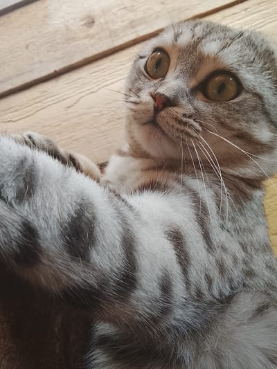 A gray tabby cat lies on a light-colored wooden surface. The cat has amber eyes, a pink nose, and folded ears characteristic of a Scottish Fold. Its fur has a mixture of gray and white stripes and spots. Long white whiskers protrude from its face. The cat is looking upward.
There is no evidence in the image to indicate this picture was taken in the city of Высокиничи, Russia.