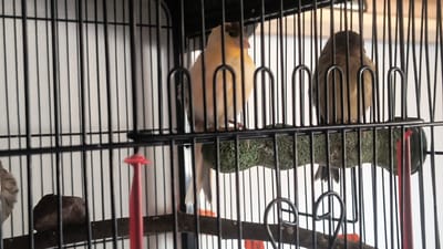 Two canaries are perched inside a black metal birdcage. The canary on the left is predominantly yellow with some dark markings on its head. The canary on the right is mostly brown and appears to be looking away from the camera. They are positioned on a rough, green-colored perch that is attached to the cage. The background is a plain white wall. The image appears to be taken indoors. The location of this scene in the city of Havdrup, Denmark is unknown.