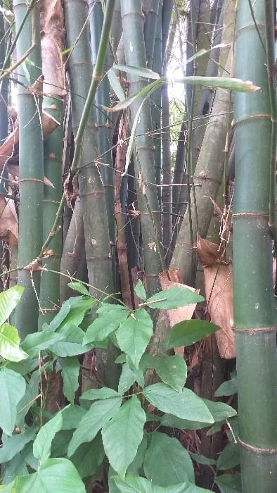 A vertical, eye-level forensic view captures a dense bamboo grove located in Serdang, Indonesia. The scene is dominated by numerous bamboo culms of varying diameters, primarily exhibiting shades of dark green and teal, with distinct nodes and segments visible along their lengths. Several culms display remnants of light brown or dried sheaths attached to their lower sections. Sunlight filters from the upper right portion of the frame, casting bright highlights on some of the bamboo stalks and indicating an outdoor, natural setting. The lower foreground features a cluster of broad, ovate green leaves, consistent with undergrowth or other vegetation. No individuals, animals, or man-made objects are present. The environment appears lush and overgrown, characteristic of a tropical or subtropical natural area.