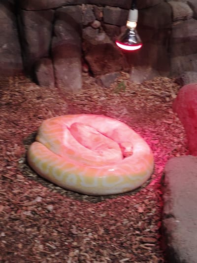 This image captures an albino python coiled and resting within an enclosure. The large snake, predominantly yellow and white with faint patterned markings, is positioned in the center, basking under a heat lamp. The lamp, featuring a red bulb, hangs from above, casting a strong red and pink glow over the snake and its surroundings.
The ground of the enclosure is covered with loose wood chips or mulch, providing a naturalistic substrate. In the background and partially visible on the right, there are various rock formations, appearing to be part of the habitat's decor or walls. These elements suggest a controlled environment, likely in a zoo, pet store, or private collection, designed for reptile care. The snake appears to be in a state of rest, possibly thermoregulating under the warmth of the lamp. No text is visible in the image. Given the provided context, the location is Tepebaşı, Turkey.