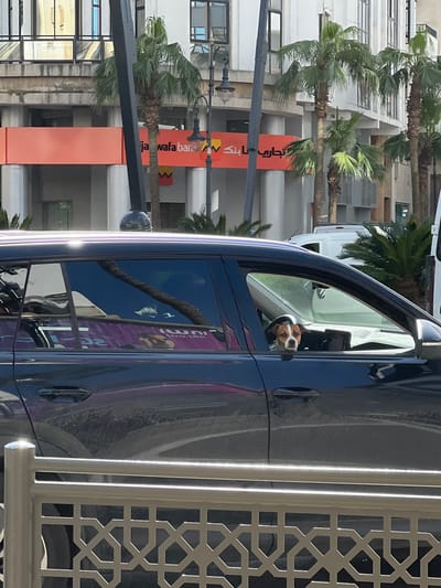 A brown and white Jack Russell Terrier-type dog is observed in the driver's seat of a dark-colored vehicle, peering out the open driver's side window. The vehicle is parked or stopped on an urban street during daylight hours. A decorative metal railing with a geometric pattern partially obstructs the lower portion of the car in the foreground. In the midground, several palm trees line the street, and a white van is partially visible. The background features a modern, multi-story building with a light-colored facade and large windows. An orange banner on the building prominently displays the text "wafa ban" and the full Arabic script for "Attijariwafa Bank" (تجارى وفا بنك). This scene is located in the city of Tangier (Tanger), Morocco. No human figures are visible in the frame.