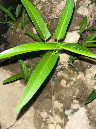 The image shows a close-up, top-down view of a young green plant with elongated, lance-shaped leaves. The plant appears to be growing in damp, earthy soil mixed with small stones and some debris, possibly plastic. The lighting suggests it might be dusk or nighttime, with artificial light casting shadows from the plant onto the ground. The setting appears to be outdoors, possibly in a garden or a less-manicured area given the presence of scattered debris. The plant itself is healthy and vibrant green, with several leaves emerging from a central stem. The focus is on the plant, with the background being slightly out of focus. There is no visible text in the image. The context provided places this scene in Benuaraja, Indonesia.