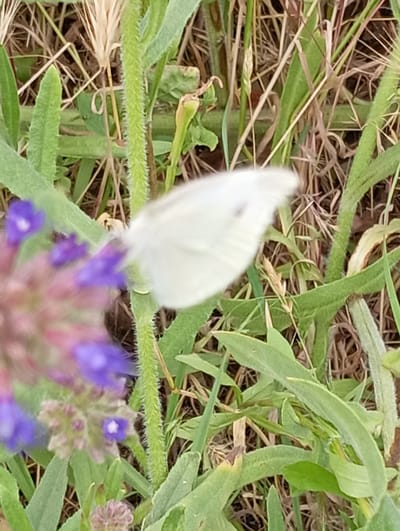 A white butterfly is perched on a green stem in a grassy area. The butterfly is mostly out of focus, with its wings slightly open. In the foreground, a cluster of small purple flowers is also blurred. The background consists of dry grass and green foliage. The image appears to have been taken outdoors during the daytime, with natural light illuminating the scene. The setting is a natural environment, likely a field or meadow. There is no visible text in the image.