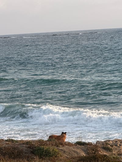 The image depicts a dog sitting on a rocky shoreline overlooking the Mediterranean Sea in the city of Mate Asher Regional Council, Israel. The dog, a medium-sized breed with reddish-brown fur, is facing away from the camera, gazing at the waves. The sea is a deep blue, with white foam crashing against the shore. The sky is overcast and the overall lighting suggests either early morning or late afternoon. The foreground consists of dry vegetation and rocks, typical of the coastal landscape in the region. There are no other people or animals visible in the immediate vicinity of the dog.
