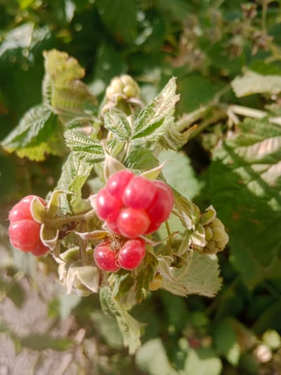 This is a close-up, eye-level shot of a raspberry plant on a sunny day. Several ripe raspberries, a vibrant red color, are clustered together on their stems. Some unripe, pale green raspberries are also visible, alongside fuzzy green leaves and thorny stems. The background is a blur of green foliage and dappled sunlight, suggesting an outdoor environment. The image does not depict any people or structures, and there is no indication of the location being in Qobda, Kazakhstan.