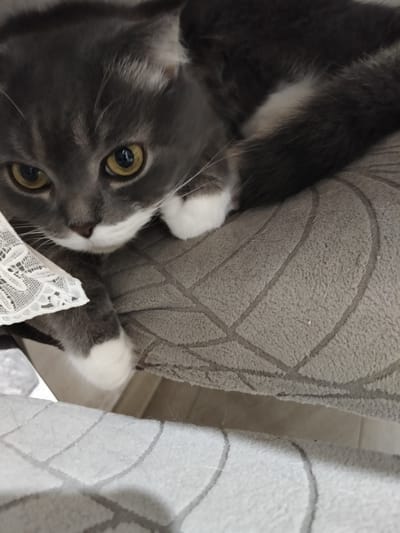 A close-up shot captures a grey and white cat with yellow eyes resting on a textured grey surface, possibly a cushion or piece of furniture. A white lace fabric is partially visible on the left side of the image. The cat's paws, with white fur, are also visible. The background is out of focus. There are no people or identifiable landmarks of the city of Korolyov, Russia present in the image.