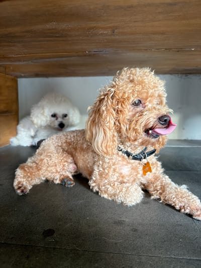A tan poodle with a black collar and gold tag licks its nose while situated between a wooden panel and a dark gray panel. A small white dog looks up at the tan poodle from the bottom left corner of the image. The setting is Ubud, Indonesia.