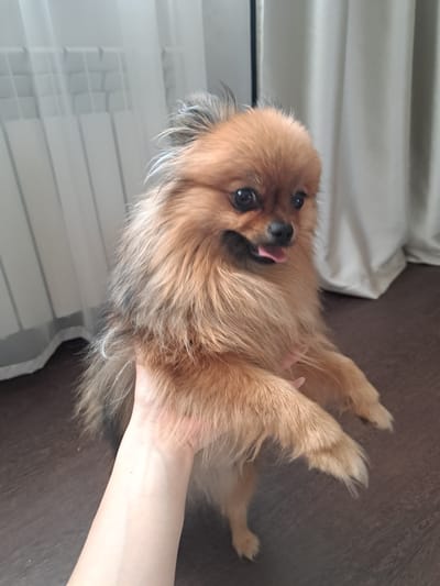 A Pomeranian dog with tan fur is lying on its back on a dark brown wooden floor. The dog is being held by a person's arm, which is visible on the right side of the image. The dog's tongue is sticking out, and its eyes are open, looking towards the camera. The dog's fur is long and fluffy. In the background, there are white curtains or blinds and a white patterned surface, possibly a radiator cover. The overall scene suggests a casual, indoor setting. The lighting appears to be natural, suggesting it might be daytime. The image conveys a sense of playfulness and affection between the dog and the person. There is no visible text in the image.