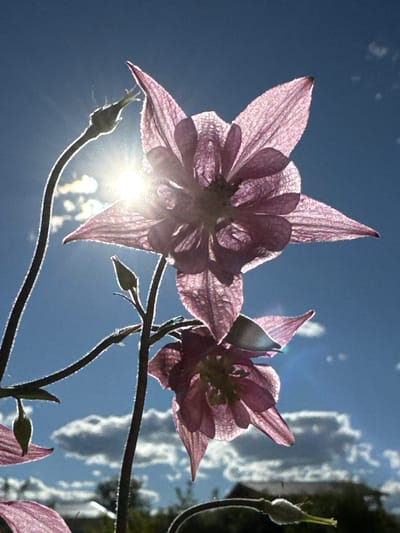 The image depicts a close-up, low-angle view of two blooming Columbine flowers set against a bright blue sky. The flowers are a delicate shade of pinkish-purple, with intricate petal structures that are translucent due to the backlighting. Sunlight streams through the petals, creating a luminous effect and casting a warm glow. Lens flare is visible, suggesting the sun is directly in or near the frame.
Several buds are also present on the thin, dark stems of the flowers, indicating that the plants are in a stage of active growth and flowering. The background consists of the vibrant blue sky, interspersed with blurry, bright white clouds that suggest a sunny day. There are also some out-of-focus green elements in the upper right quadrant, likely foliage from the surrounding vegetation.
The overall mood is serene and natural, capturing the beauty of the flowers in the bright sunshine. The time of day appears to be midday or late afternoon, given the intensity of the sunlight. The image seems to be taken outdoors, in a garden or natural setting, possibly in Steklyannyi, Russia, as suggested by the location context. No text is visible in the image.