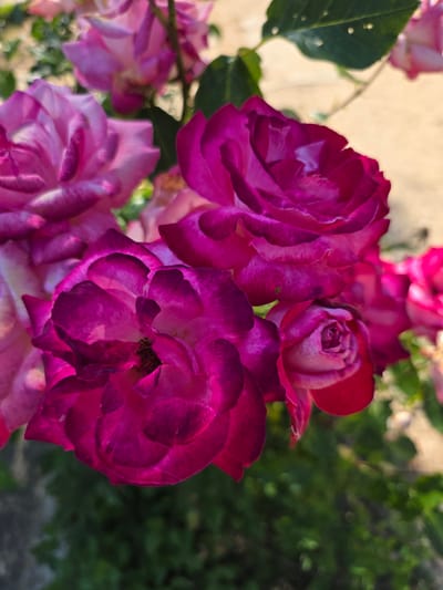 The image is a close-up, eye-level shot of a cluster of vibrant pink and magenta roses. The roses are the primary subject, with a shallow depth of field blurring the background. The lighting suggests it is daytime, likely outdoors. The background consists of out-of-focus green foliage and a light-colored, possibly paved or sandy surface. No people are visible in the image. The scene depicts a natural or garden setting, with the roses appearing to be in bloom. The location in German, Bulgaria, is not discernible from the visual information in the image itself.