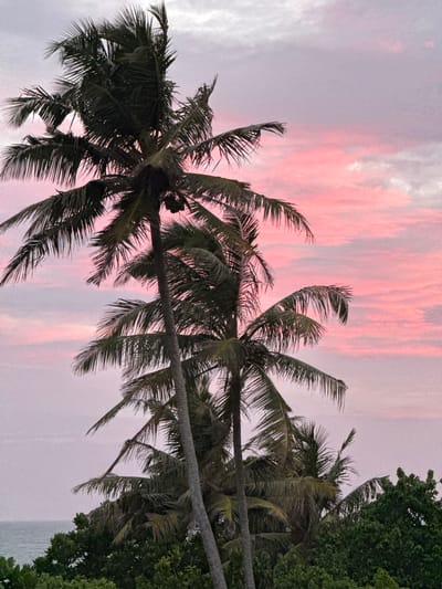 This image captures a tropical scene at sunset, likely in Goviyapana, Sri Lanka. The sky is painted with soft hues of pink and purple, indicating the twilight hour. Several palm trees dominate the foreground, their fronds silhouetted against the colorful sky. Their leaves are dark green and appear lush, with some slightly blurred due to the wind, suggesting a gentle breeze.
To the right of the palm trees, a dense canopy of dark green foliage is visible, possibly belonging to another type of tropical tree or shrubbery. The leaves are tightly packed, creating a rich texture. In the background, the ocean can be seen, its surface appearing calm and reflecting the subdued light of the sky. The overall mood is serene and tranquil, characteristic of a tropical sunset. No people, objects, or text are clearly discernible in the image. The image is oriented vertically, with the sky at the top and the palm trees extending downwards.
