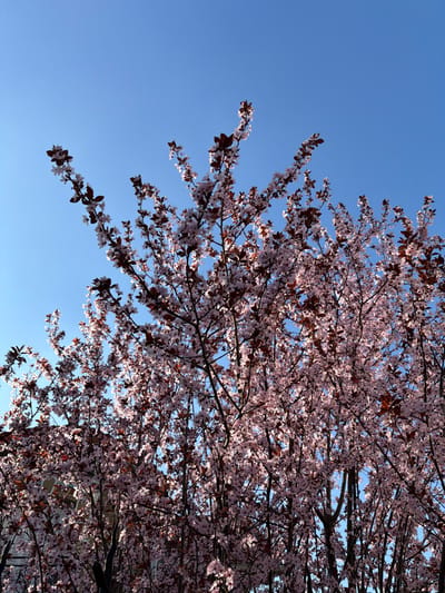 The scene, located in Chelles, France, displays multiple Prunus cerasifera 'Pissardii' trees in full bloom under a clear, unclouded blue sky. The trees dominate the frame, presenting numerous light pink-to-white blossoms and sparse dark reddish-brown leaves on slender, dark branches. Direct sunlight illuminates the foliage from the upper-left, creating bright highlights and a translucent effect on some blossoms and leaves. A light-toned structure, possibly a building, is faintly visible through the dense lower-left foliage. No human figures or activities are depicted.