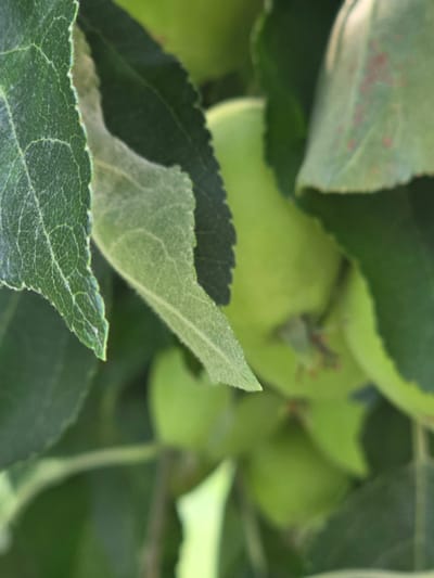 The image is a close-up, outdoor shot of a tree with green leaves and what appear to be small, unripe apples. The leaves are a vibrant green, with some showing slight signs of discoloration or natural variation. The foreground is dominated by two large leaves, one in focus with a textured surface and serrated edges, and another slightly blurred behind it. In the background, several more leaves and the rounded forms of young apples are visible, all rendered in soft focus. The lighting suggests it is daytime, likely under natural sunlight, creating subtle highlights on the leaves. The setting is agricultural or natural, consistent with a fruit tree orchard. There are no people, text, or specific weather conditions evident. The overall impression is one of natural growth and the early stages of fruit development. The location context indicates this is in Pidhorodne, Ukraine.