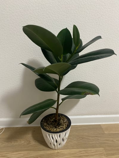 The image shows a potted rubber plant in a modern white planter. The plant has dark green, leathery leaves and a sturdy brown stem. It is placed on a light-colored wooden floor against a white textured wall. The lighting suggests an indoor environment, likely a home or office. There are no people or animals visible in the image, and no specific details about the location in Kommunarka, Russia, can be discerned from the visual information provided. The scene is static and offers no information about any actions or interactions.