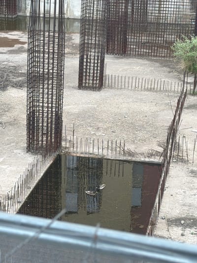 The image depicts a construction site in Târgu Mureș, Romania, viewed from an elevated position, possibly a nearby building or bridge. The site features unfinished concrete structures reinforced with rebar. Some sections are flooded with stagnant water, in which two ducks are swimming. The scene is urban, with the elements of infrastructure being the dominant visual elements. There is vegetation present in the periphery of the construction zone. The overall mood is one of urban stagnation and unfinished development.