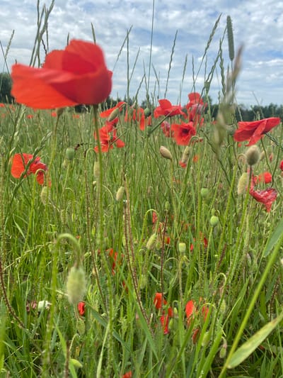 This is a close-up, vertically oriented photograph of a field of red poppies with tall green grass and some blue sky with white clouds visible in the background. The poppies are the dominant subject, with several bright red flowers and numerous green seed pods and buds scattered throughout the frame. The grass is dense and appears to be wet, with many thin stems covered in fine hairs.

The perspective is low, as if the camera is at ground level, looking up through the grass and flowers. The foreground features a large, out-of-focus red poppy in the lower left quadrant. The background shows a soft focus of more poppies and grass, with a line of trees and a cloudy sky.

The lighting suggests it is daytime, likely with overcast or partly cloudy conditions. The overall impression is natural and serene, characteristic of a blooming meadow in early summer. There is no visible text in the image. The location context provided is Sachsenheim, Germany.